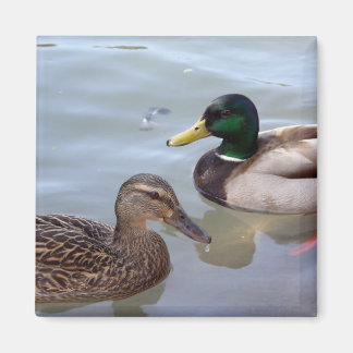 Enten auf einem Pond Magnet