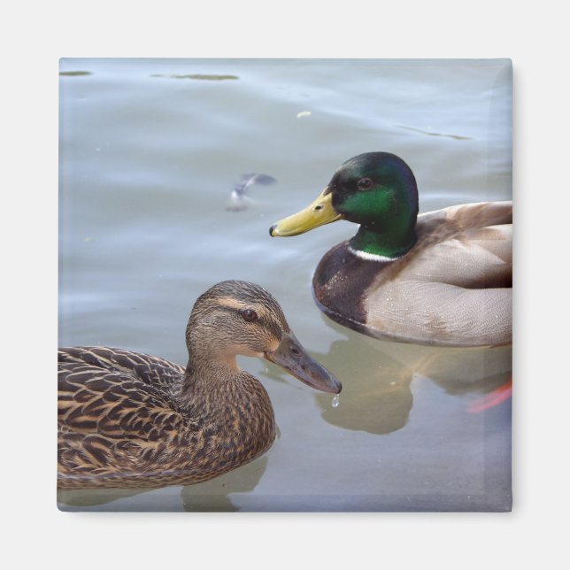 Enten auf einem Pond Magnet (Vorne)