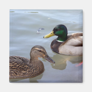 Enten auf einem Teich-Magneten Magnet