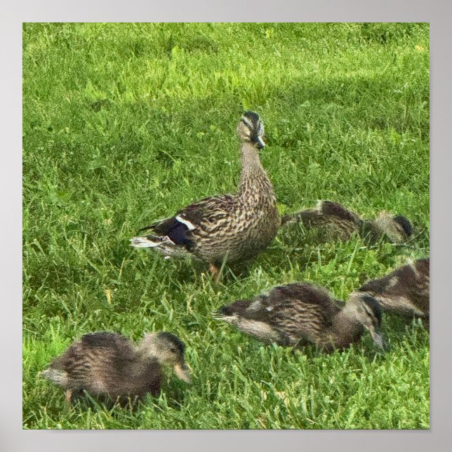 Enten auf Gras Poster (Vorne)