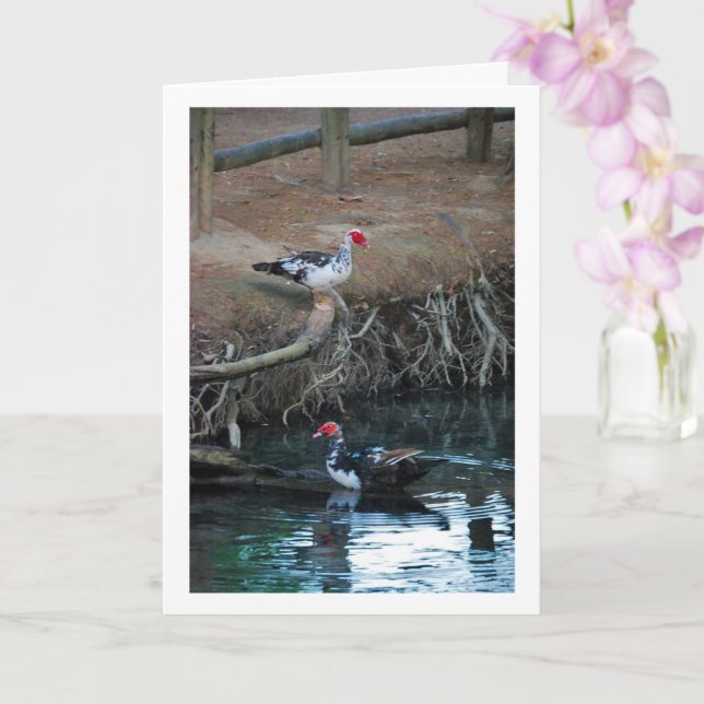 Enten aus Muscovy Karte (Orchidee)