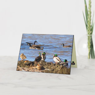 Enten beobachten Gänse, die über dich nachdenken Karte