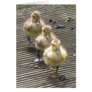 Enten-Besucher