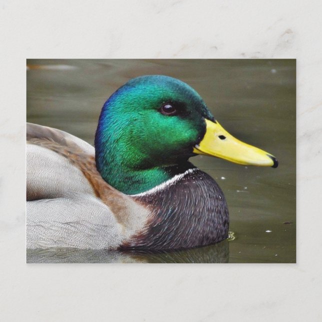 Enten Bills Postkarte (Vorderseite)