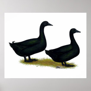 Enten:  Black Cayugas Poster