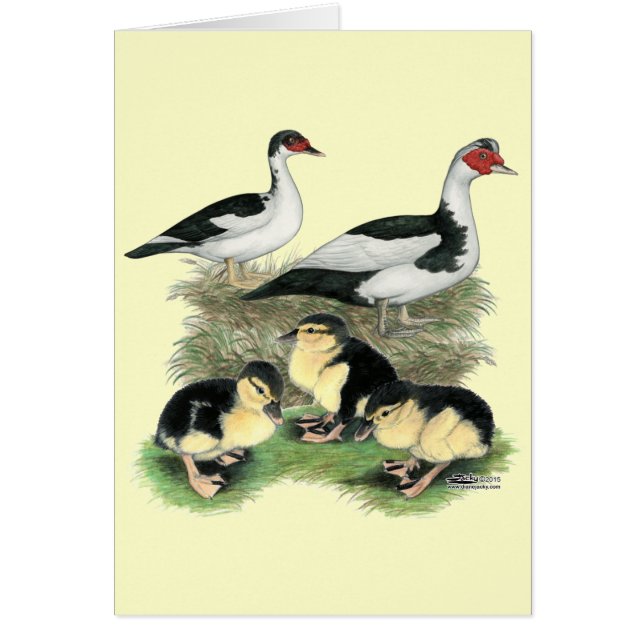 Enten Black Pied Muscovy Familie (Vorne)