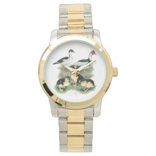 Enten Black Pied Muscovy Familie Armbanduhr