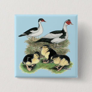 Enten Black Pied Muscovy Familie Button