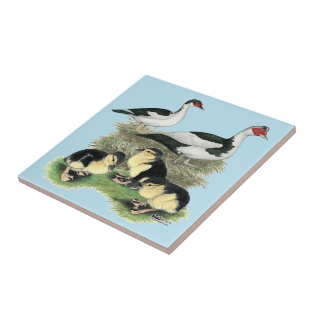 Enten Black Pied Muscovy Familie Fliese (Seite)