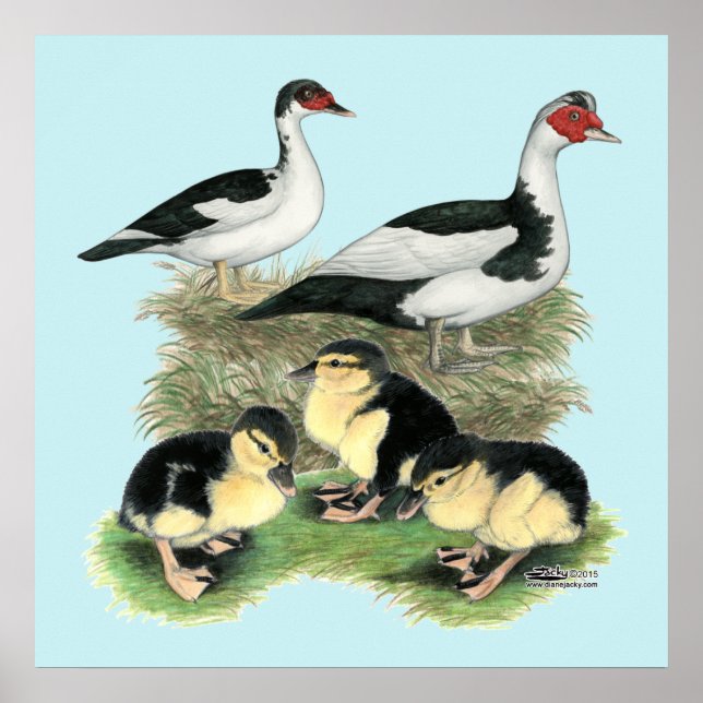 Enten Black Pied Muscovy Familie Poster (Vorne)