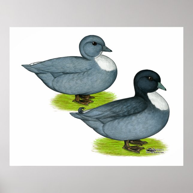 Enten: Blaue Anrufe Poster (Vorne)