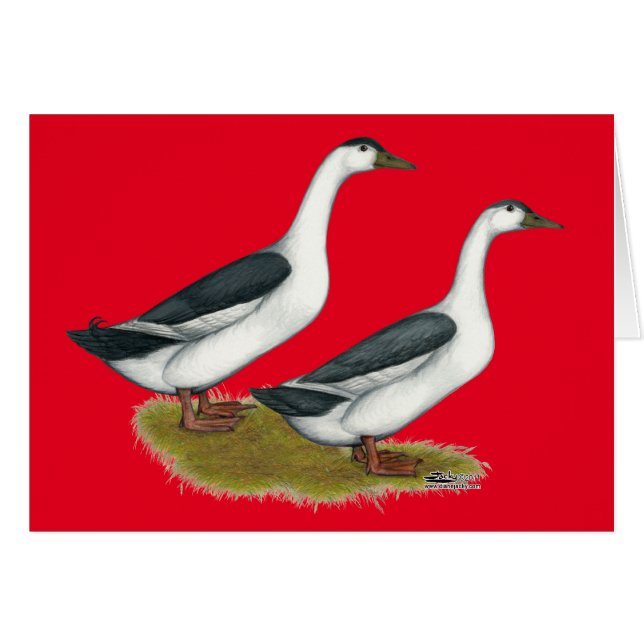 Enten: Blue Magpies (Vorderseite (Horizontal))