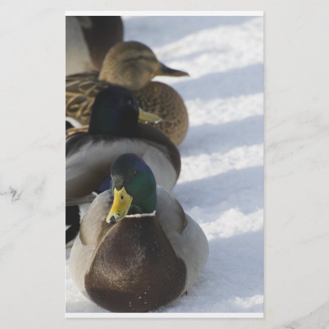 Enten Briefpapier (Vorderseite)