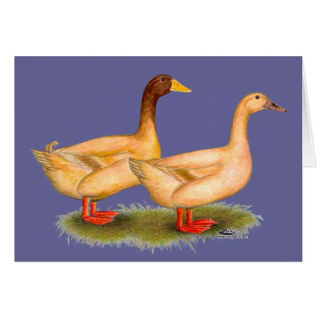 Enten: Buff Orpington (Vorderseite (Horizontal))