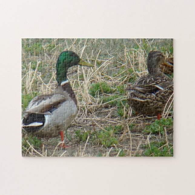 Enten der Stockenten-B12 (Horizontal)
