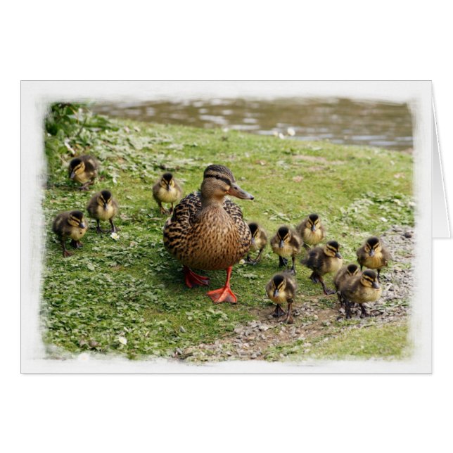 Enten-Familien-Karte (Vorderseite (Horizontal))