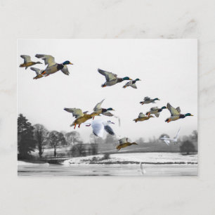Enten fliegen postkarte