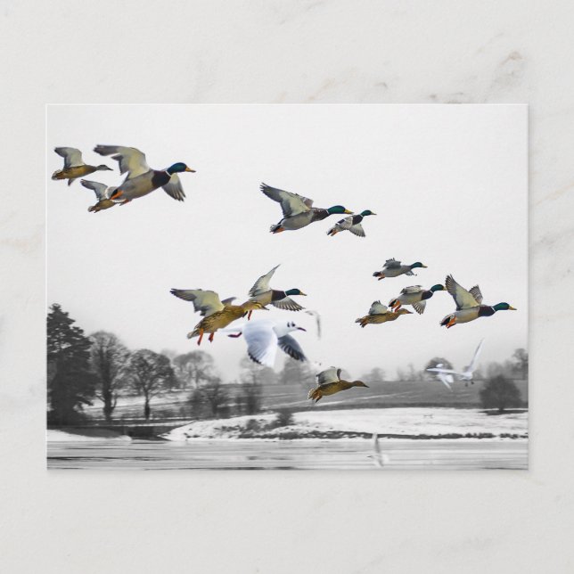 Enten fliegen postkarte (Vorderseite)