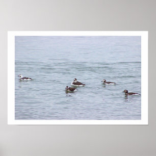 Enten-Foto-Plakat Poster