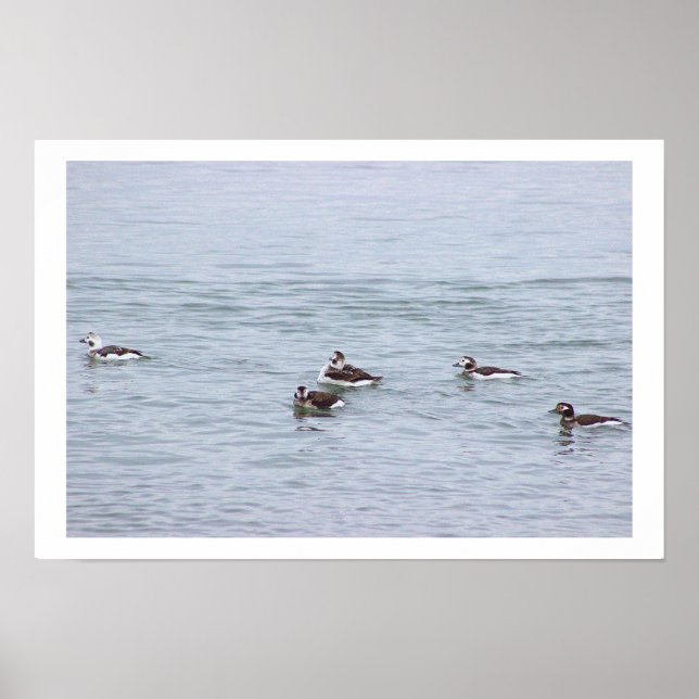 Enten-Foto-Plakat Poster (Vorne)