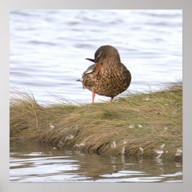 Enten-Foto-Poster Poster (Vorne)
