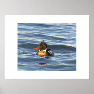 Enten-Foto-Poster  Poster