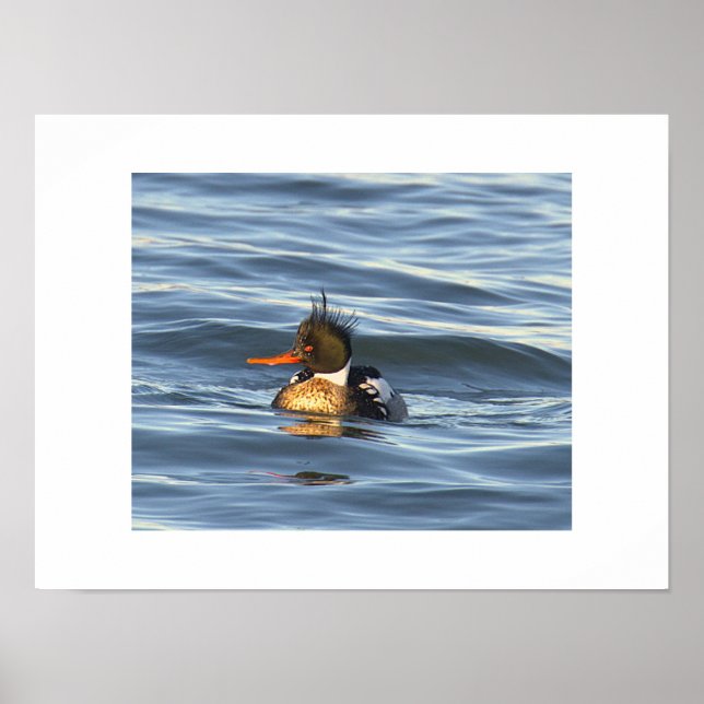 Enten-Foto-Poster  Poster (Vorne)