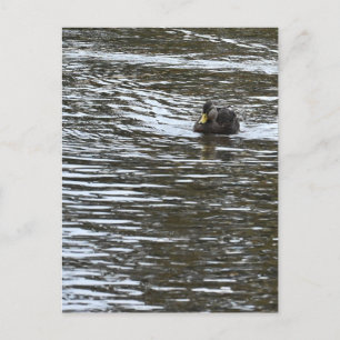Enten-Foto Postkarte