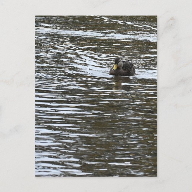 Enten-Foto Postkarte (Vorderseite)