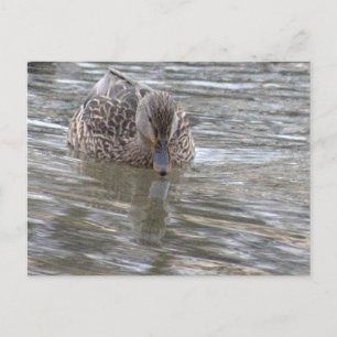 Enten-Foto Postkarte