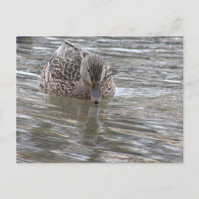 Enten-Foto Postkarte (Vorderseite)