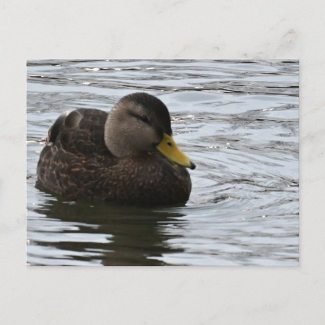 Enten-Foto Postkarte (Vorderseite)
