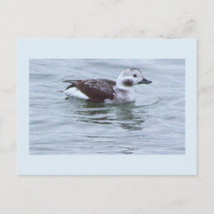 Enten-Foto-Postkarte Postkarte