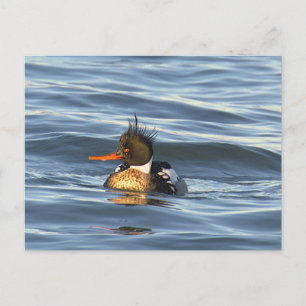 Enten-Foto-Postkarte Postkarte
