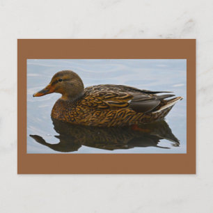 Enten-Foto-Postkarte Postkarte