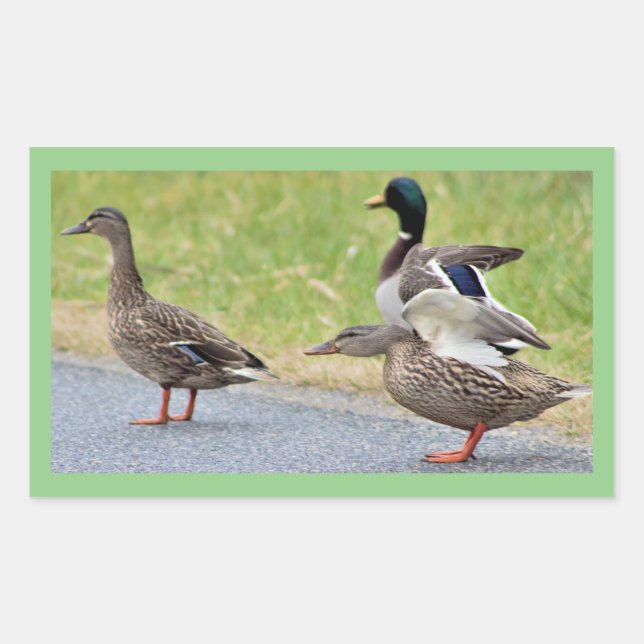 Enten Foto Stickers (Vorderseite)
