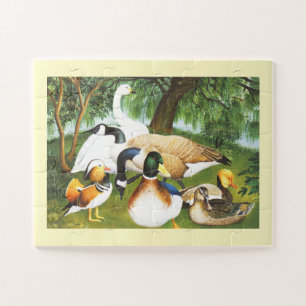 Enten, Gänse und Schwäne