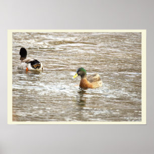 Enten im Eisbach Poster