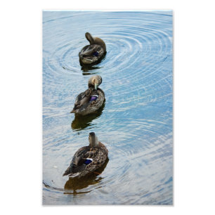 Enten im Foto einer Reihe