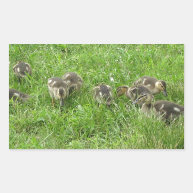Enten im Gras Rechteckiger Aufkleber (Vorderseite)