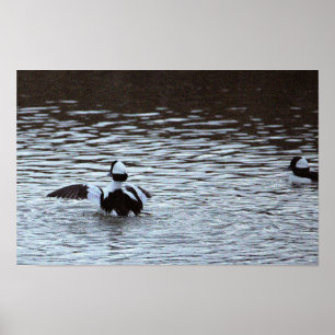 Enten im Ozean Poster