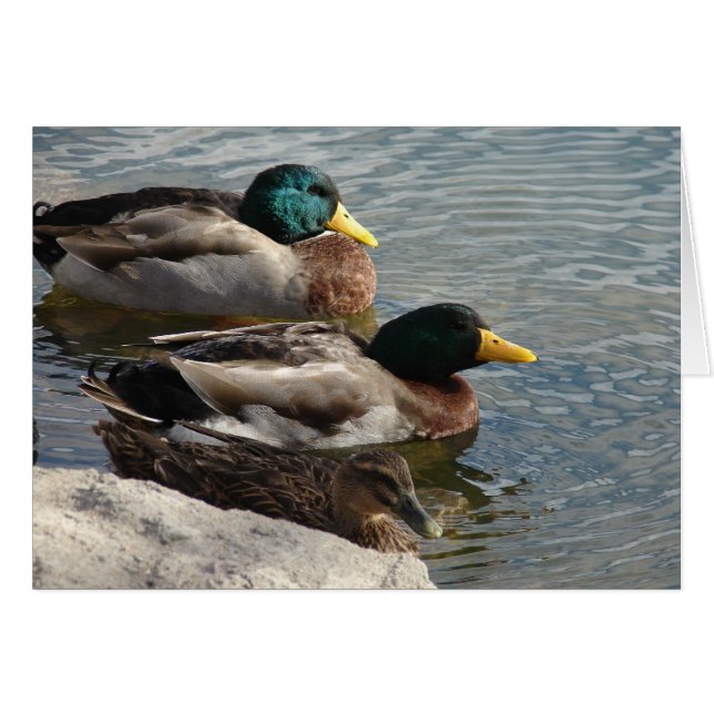 Enten im Park (Vorderseite (Horizontal))