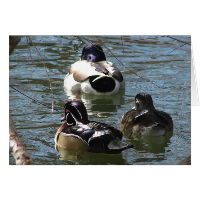 Enten im Park jede Anlässe Gruß Karte (Vorderseite (Horizontal))