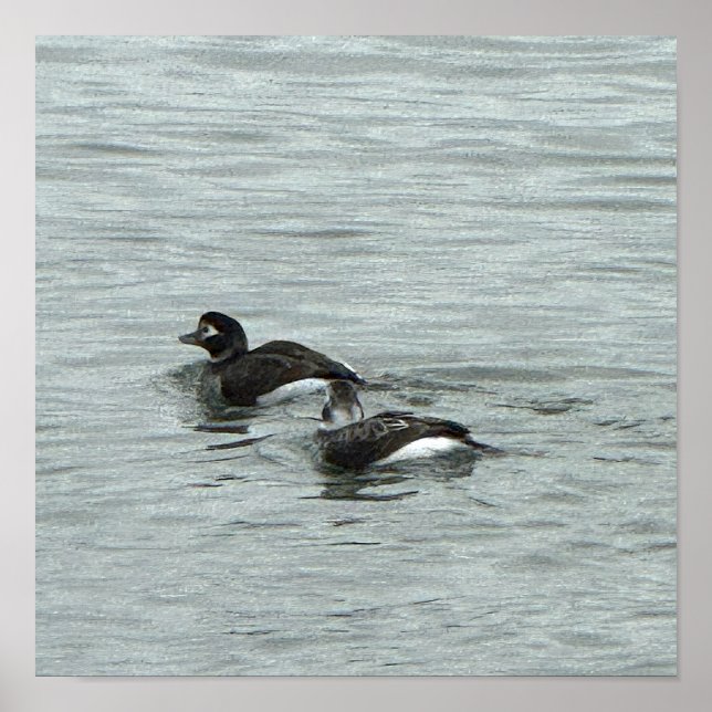 Enten im Wasser Foto Poster (Vorne)