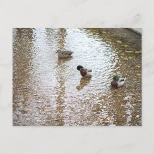 Enten im Wasser Postkarte