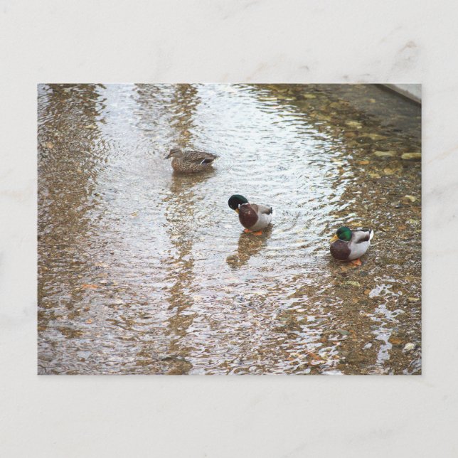 Enten im Wasser Postkarte (Vorderseite)