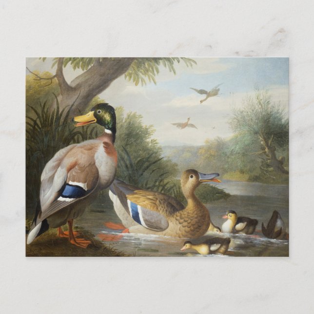 Enten in der Flusslandschaft Postkarte (Vorderseite)
