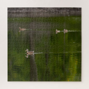 Enten in einem grünen See