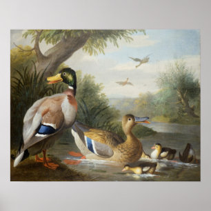 Enten in einer Fluss-Landschaft Poster