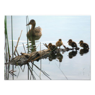 Enten in einer Reihe Fotodruck